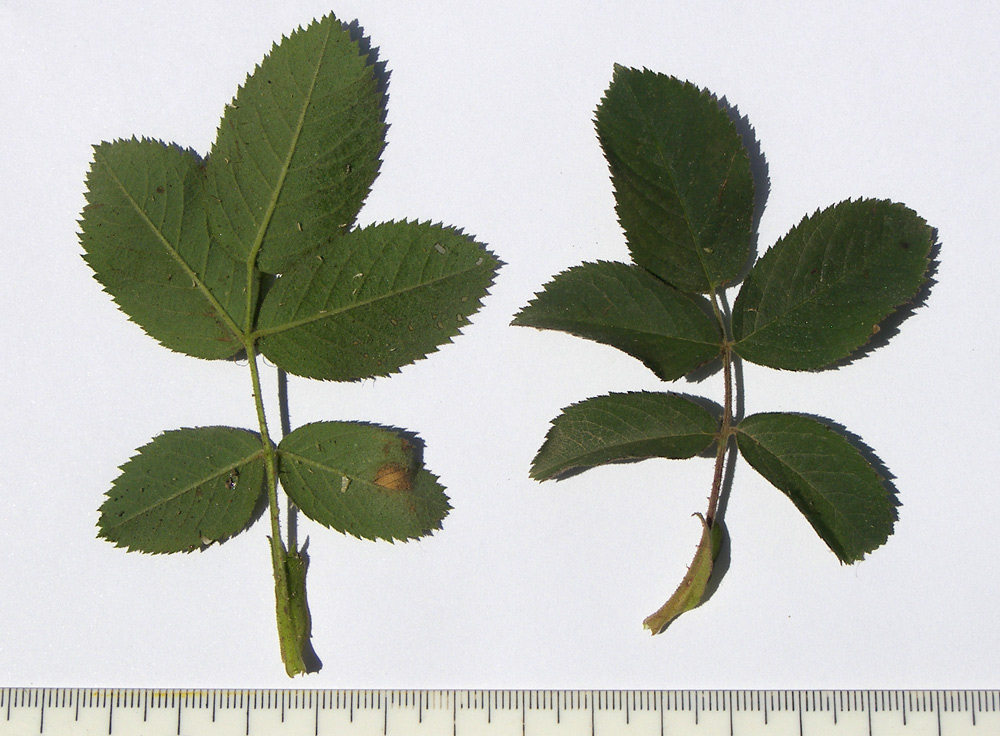 Image of Rosa uniflora specimen.
