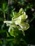 Corydalis marschalliana