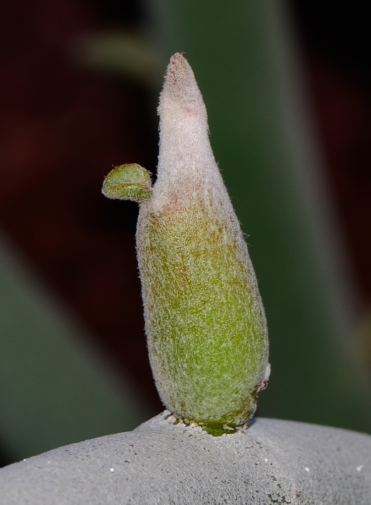 Image of Euphorbia lomelii specimen.
