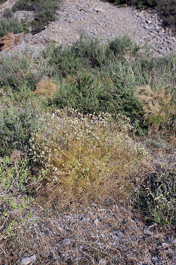 Image of Prangos ornata specimen.