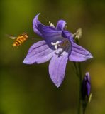 Campanula turczaninovii. Цветок. Республика Бурятия, Северобайкальский р-н, берег оз. Богучан. 11.07.2015.