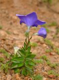 Platycodon grandiflorus. Цветущее растение. Приморье, Лазовский р-н, остров Петрова, обрывистый склон на побережье. 09.08.2015.