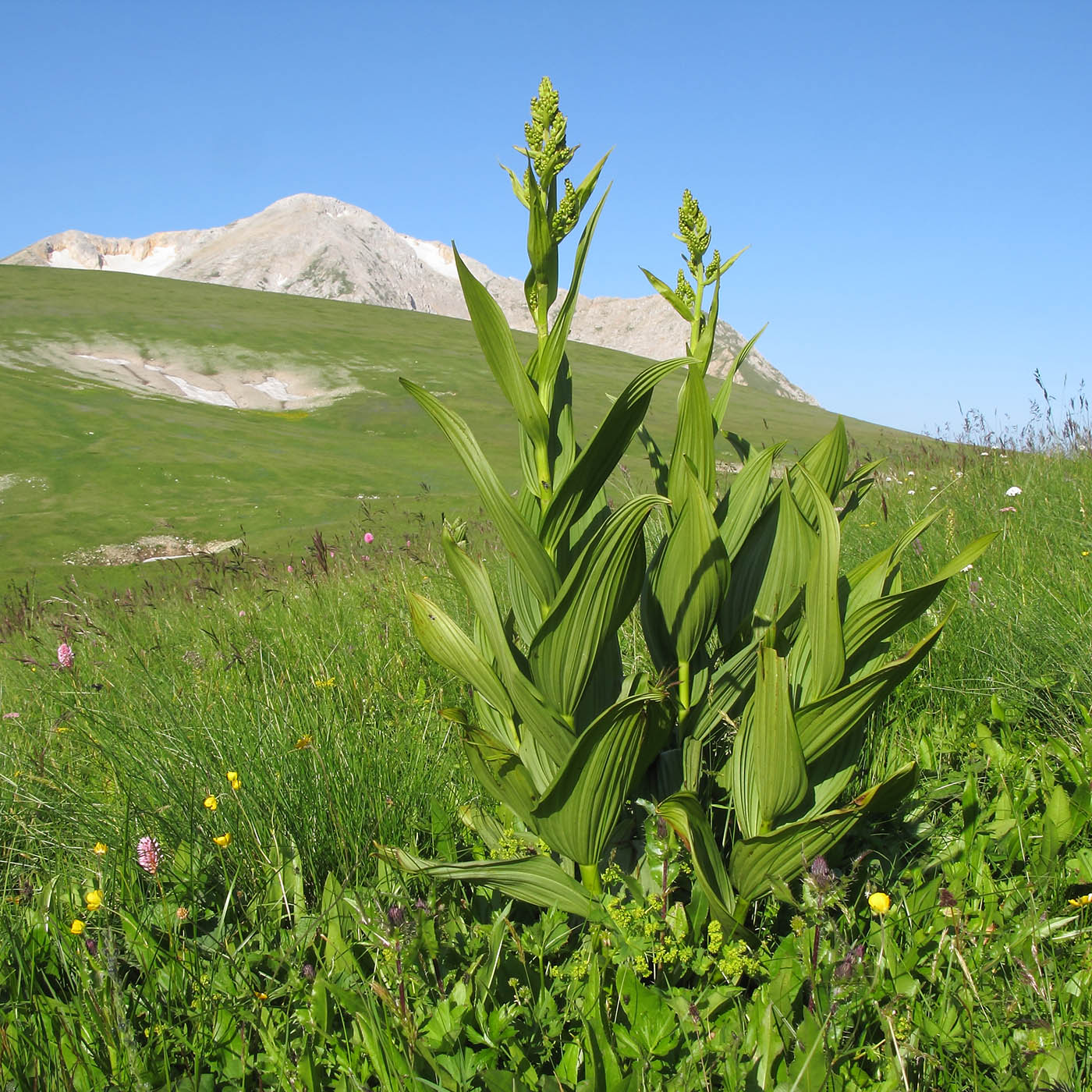 Изображение особи Veratrum lobelianum.