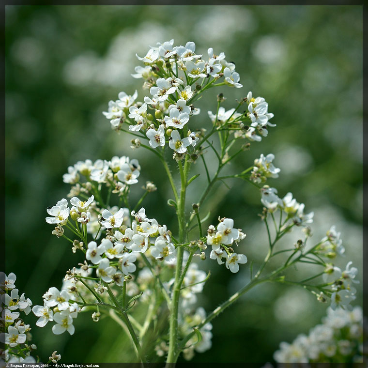 Image of Crambe tataria specimen.