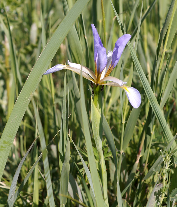 Изображение особи Iris sogdiana.