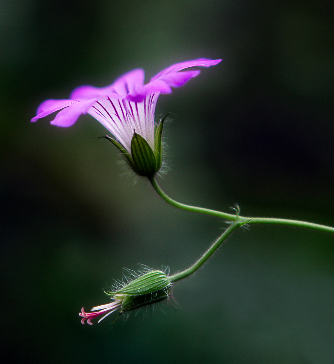 Изображение особи Geranium gracile.