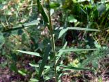 Euphorbia virgata. Средняя часть побега. Челябинская обл., окр. г. Челябинск, Золотая горка, берёзовый лес. 03.07.2014.