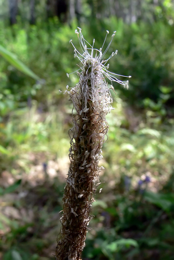 Изображение особи Plantago urvillei.