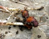Geranium tuberosum