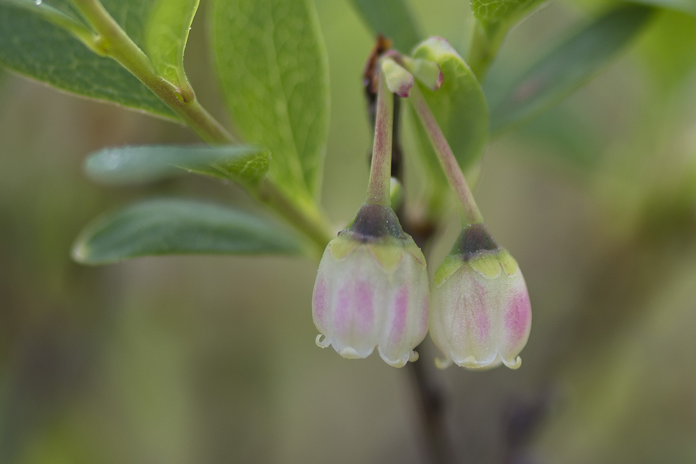 Изображение особи Vaccinium uliginosum.