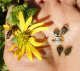 Silphium perfoliatum