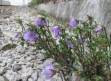 Campanula longistyla