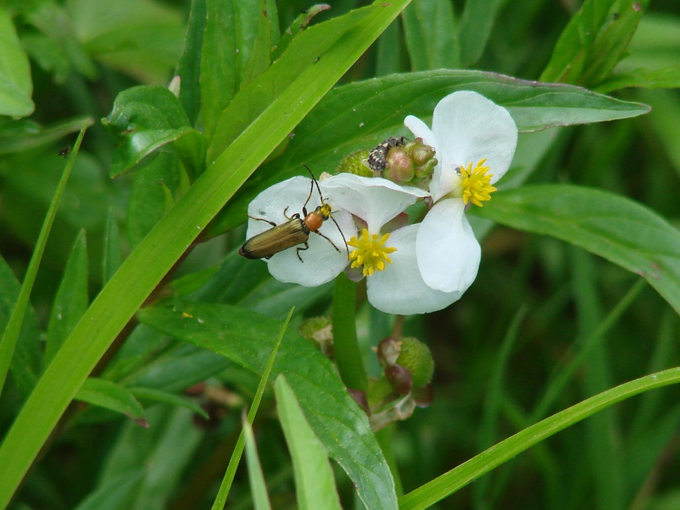 Изображение особи Sagittaria natans.