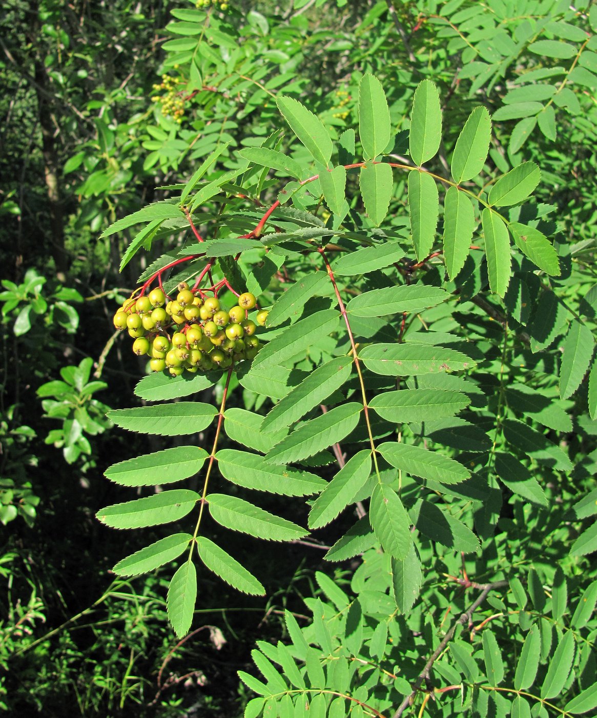 Image of Sorbus aucuparia specimen.