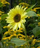 Helianthus annuus. Верхушка цветущего растения. Владимирская обл., г. Владимир, парк \"Патриаршие сады\", клумба. Август 2015 г.