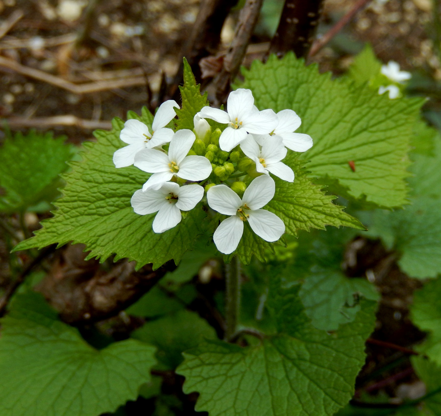 Изображение особи Alliaria petiolata.