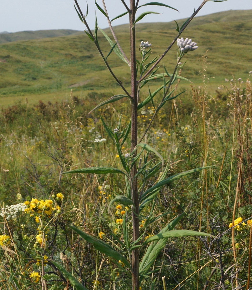 Image of Saussurea elata specimen.