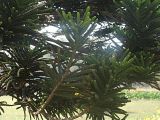 Araucaria heterophylla