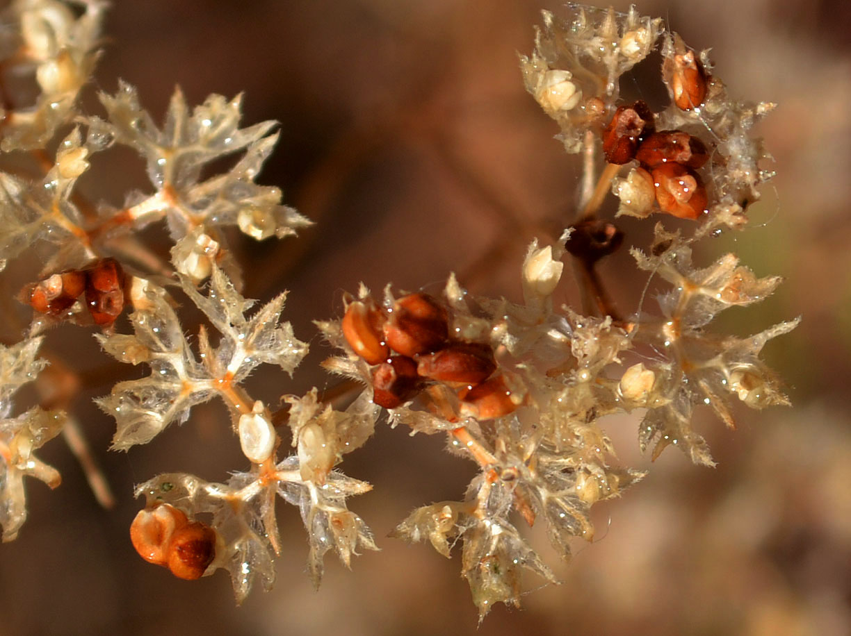 Изображение особи Valerianella locusta.