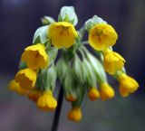 Primula veris. Соцветие. Украина, Киев, заказник \"Лесники\", поляна в лиственном лесу. 26 апреля 2007 г.