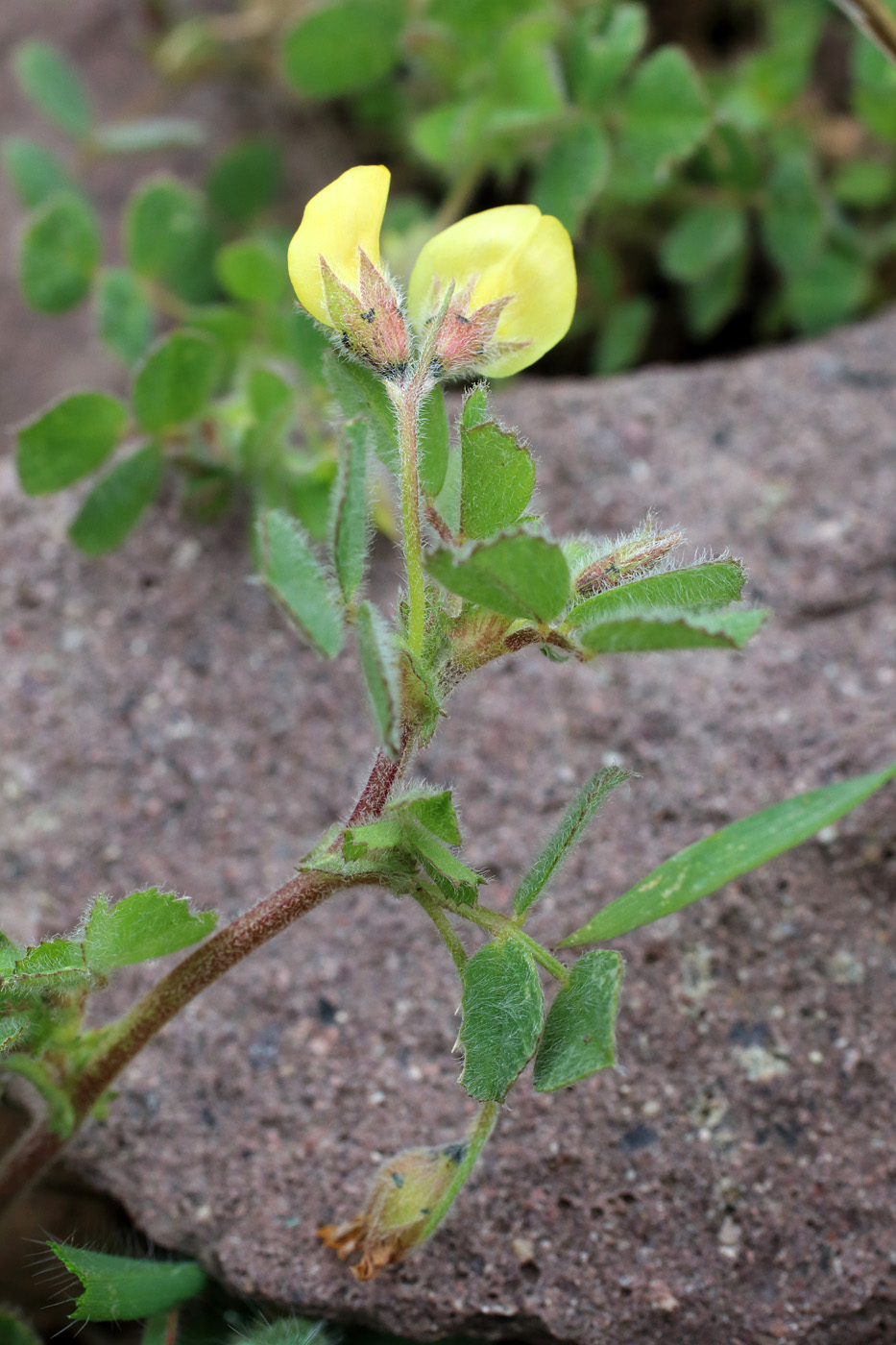 Image of Medicago rigidula specimen.