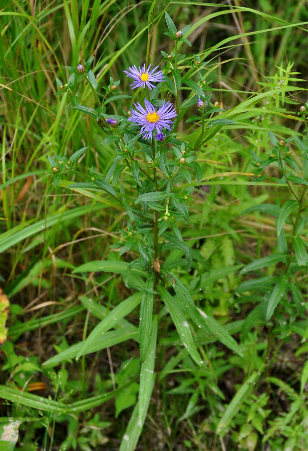 Image of Aster maackii specimen.