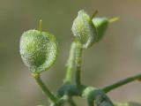 Odontarrhena subalpina. Плоды. Крым, Севастополь, окр. Инкермана. 09.05.2016.