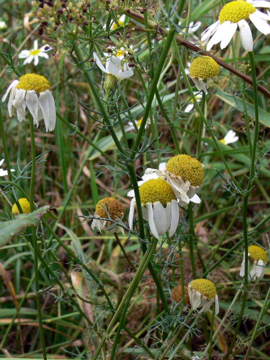 Изображение особи Tripleurospermum inodorum.