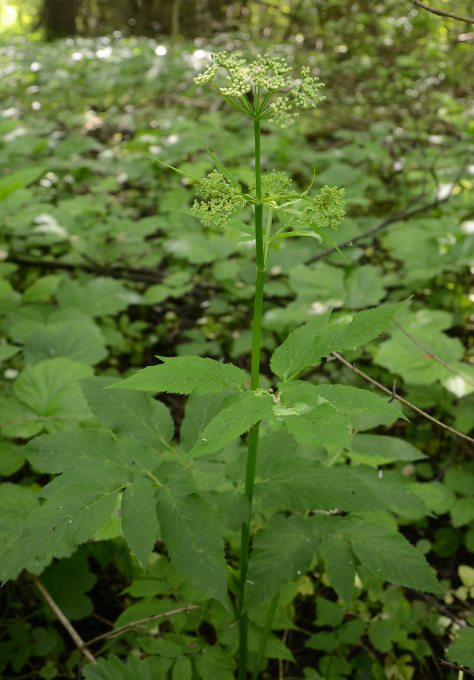 Image of Aegopodium podagraria specimen.