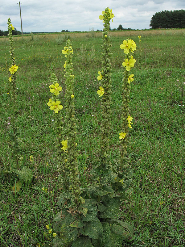 Изображение особи Verbascum phlomoides.