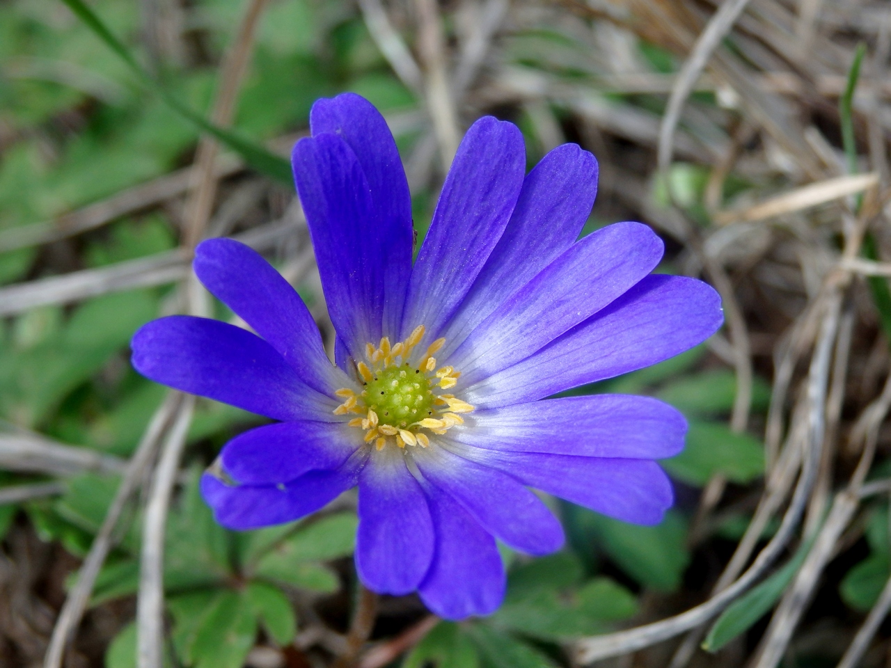 Изображение особи Anemone banketovii.