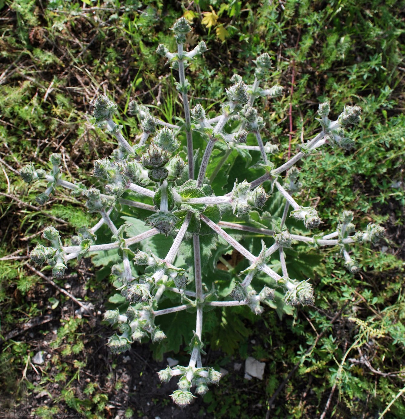 Image of Salvia aethiopis specimen.