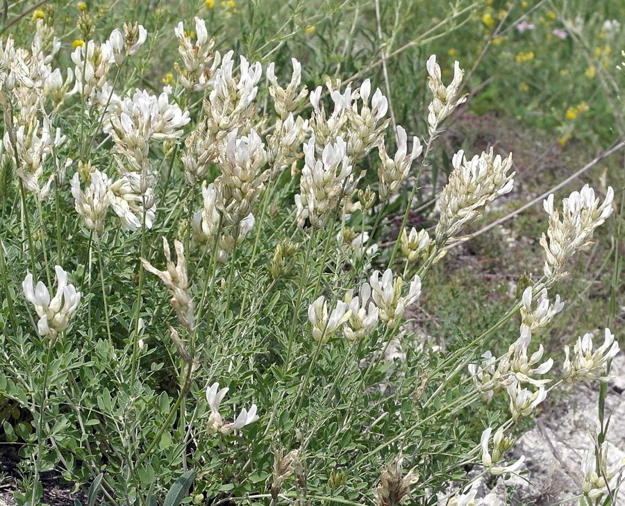 Изображение особи Astragalus albicaulis.