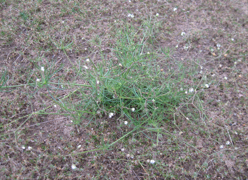 Image of Spergula arvensis specimen.