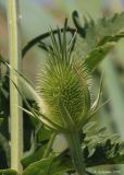 Dipsacus laciniatus. Бутонизирующее соцветие. Ростовская обл., Неклиновский р-н, Фёдоровское с/п, дол. р. Мокрый Еланчик, на берегу. 14.07.2016.