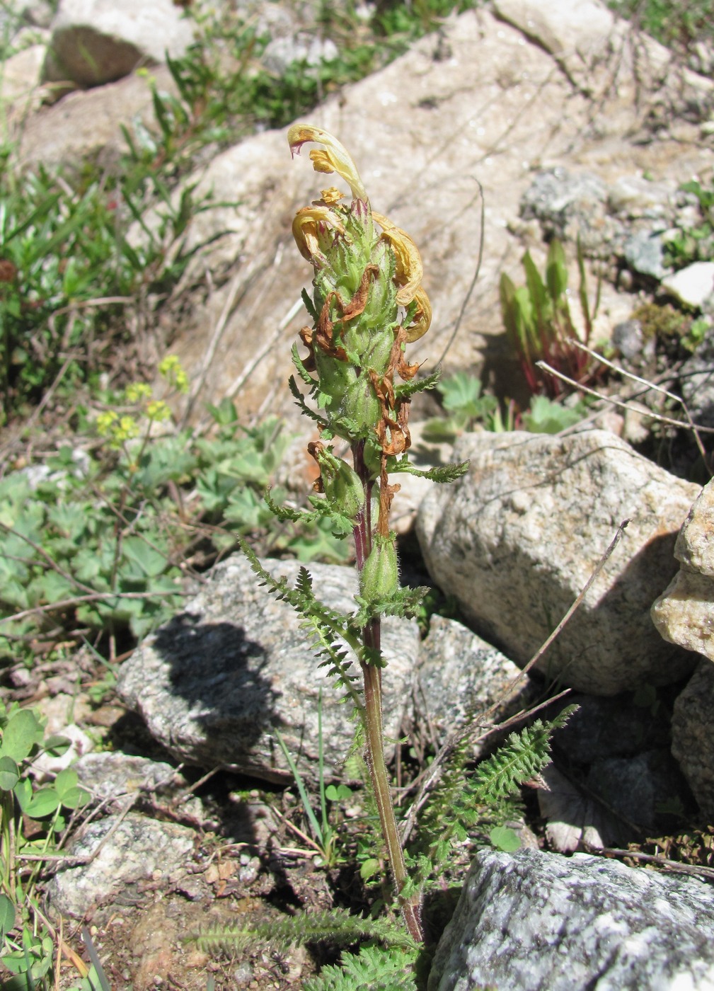 Изображение особи Pedicularis chroorrhyncha.