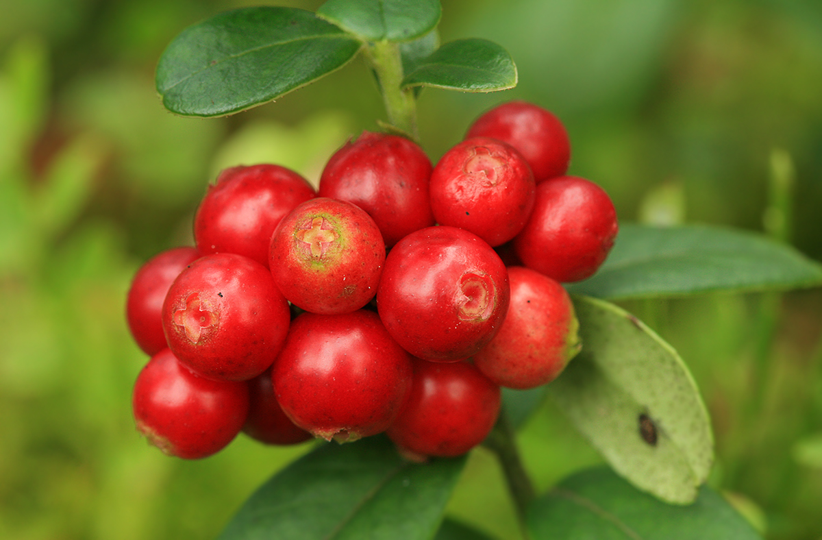 Image of Vaccinium vitis-idaea specimen.