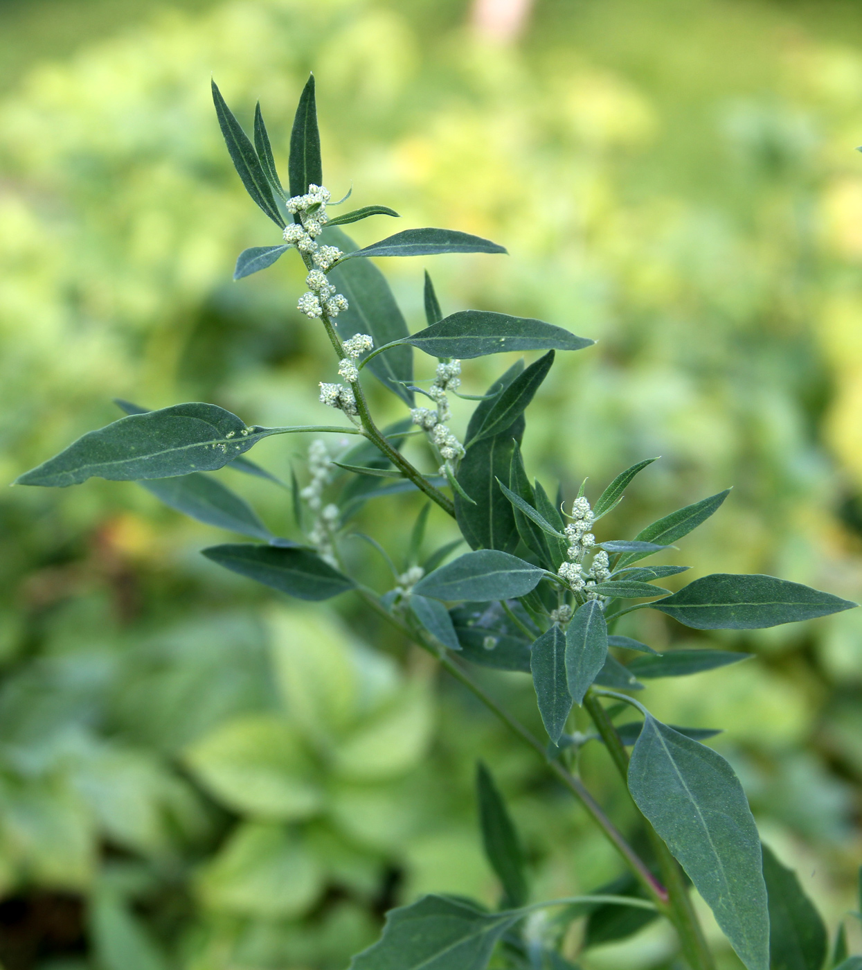 Изображение особи Chenopodium album.