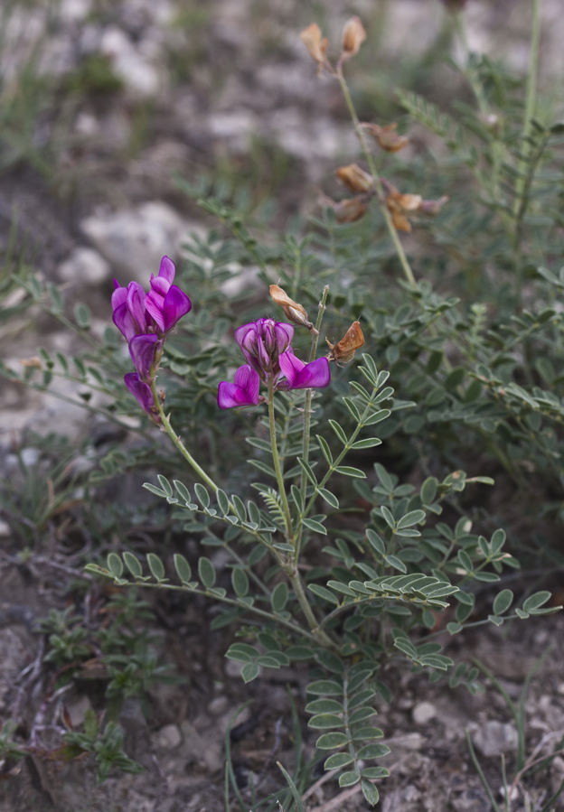 Image of Hedysarum tauricum specimen.