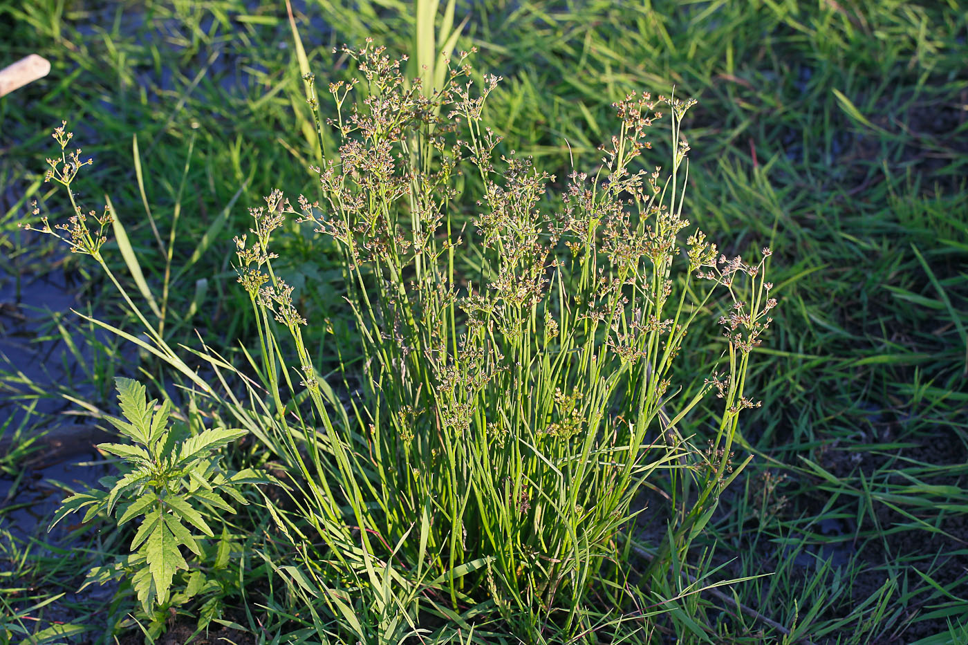 Image of Juncus articulatus specimen.