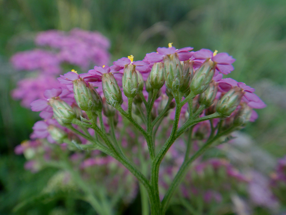 Image of Achillea millefolium specimen.