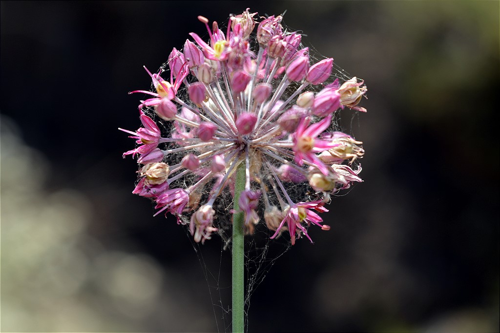 Изображение особи род Allium.