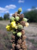 род Verbascum