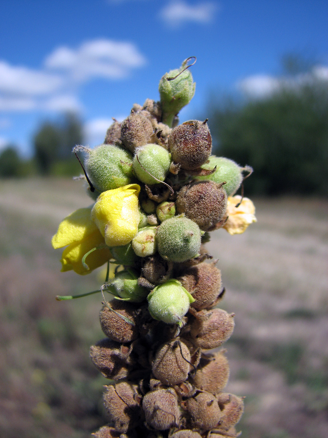 Image of genus Verbascum specimen.