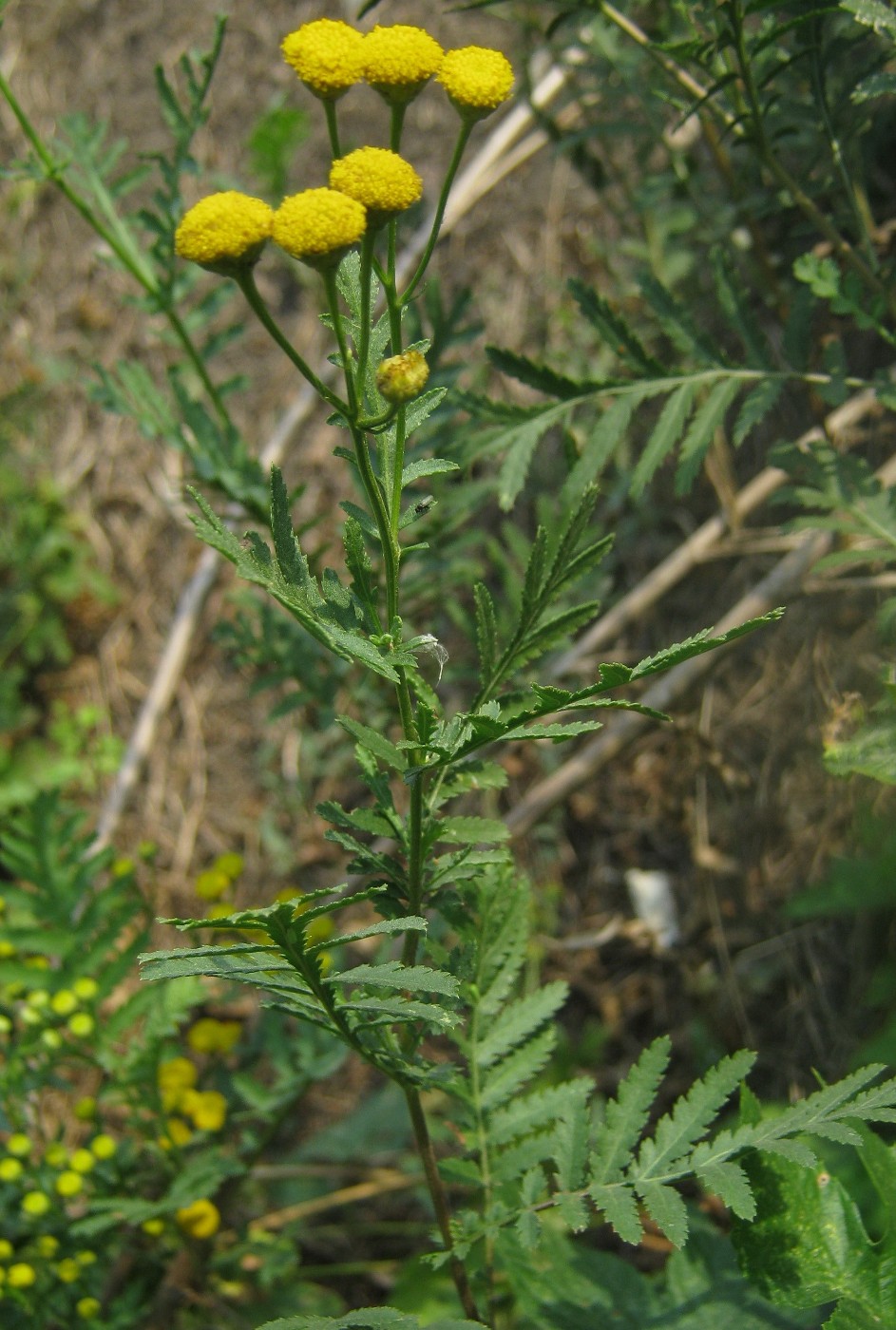 Image of Tanacetum vulgare specimen.