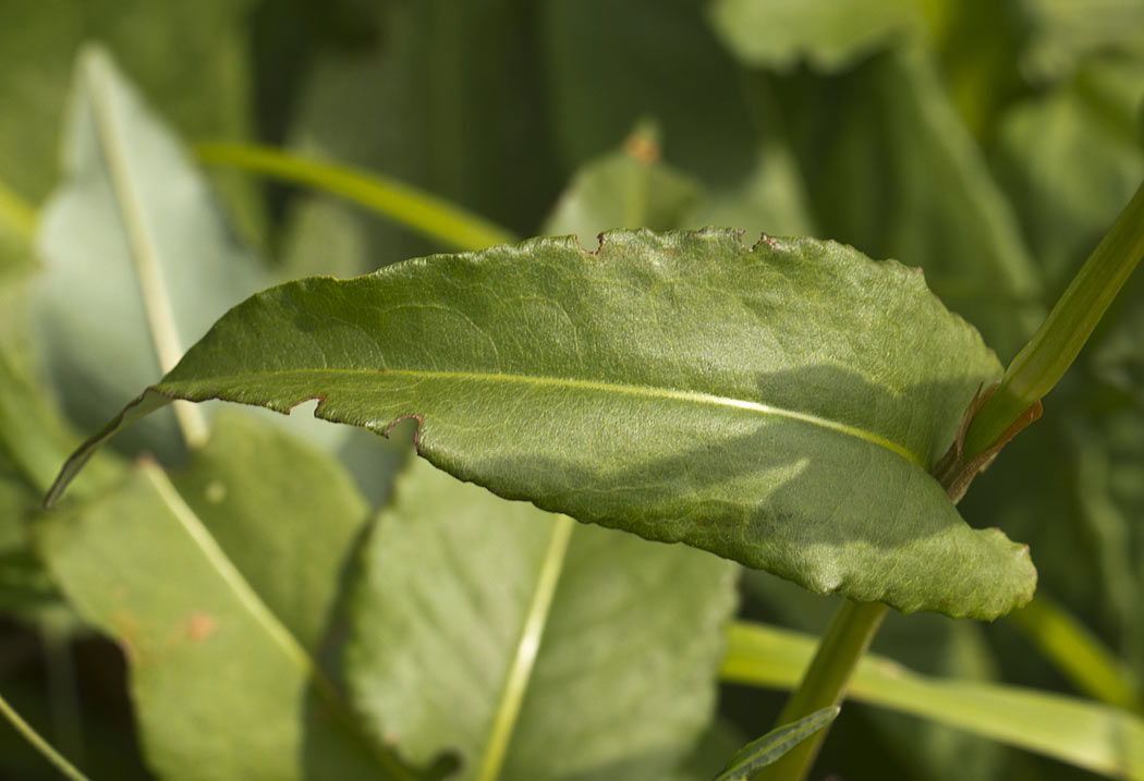 Изображение особи Bistorta officinalis.