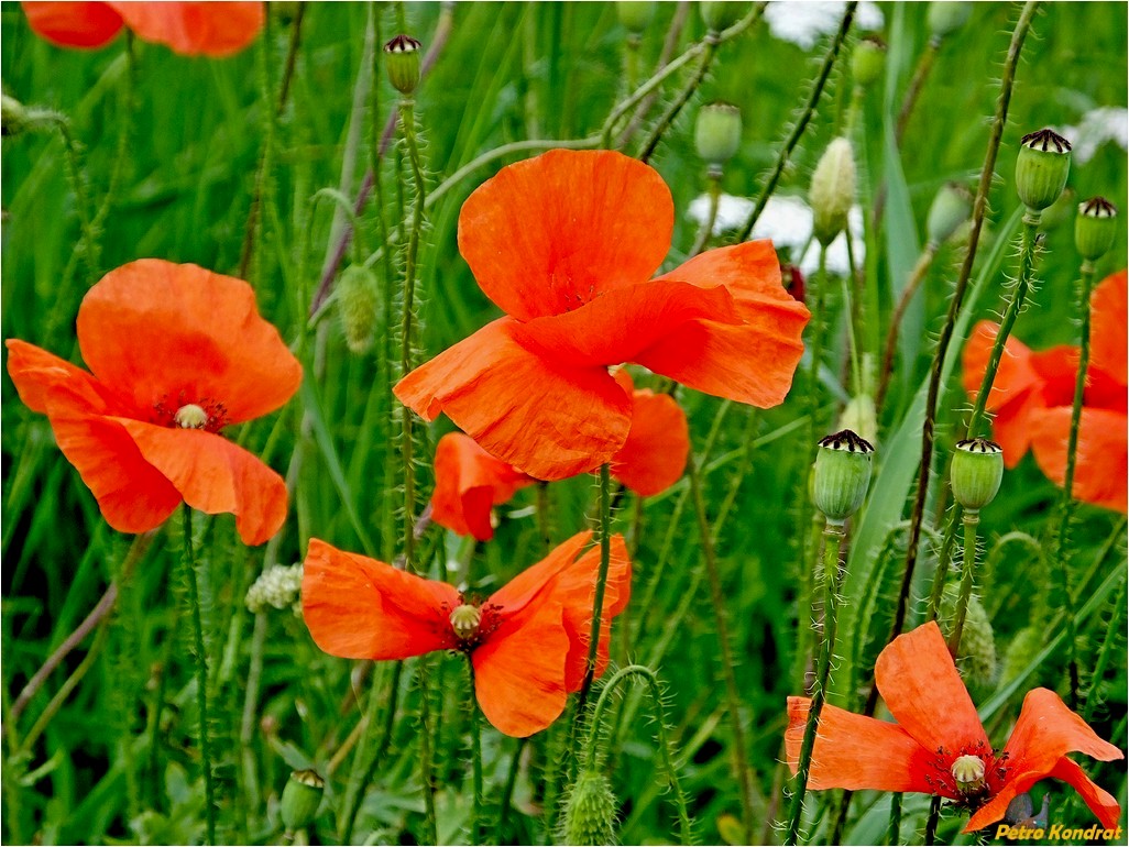 Image of Papaver rhoeas specimen.