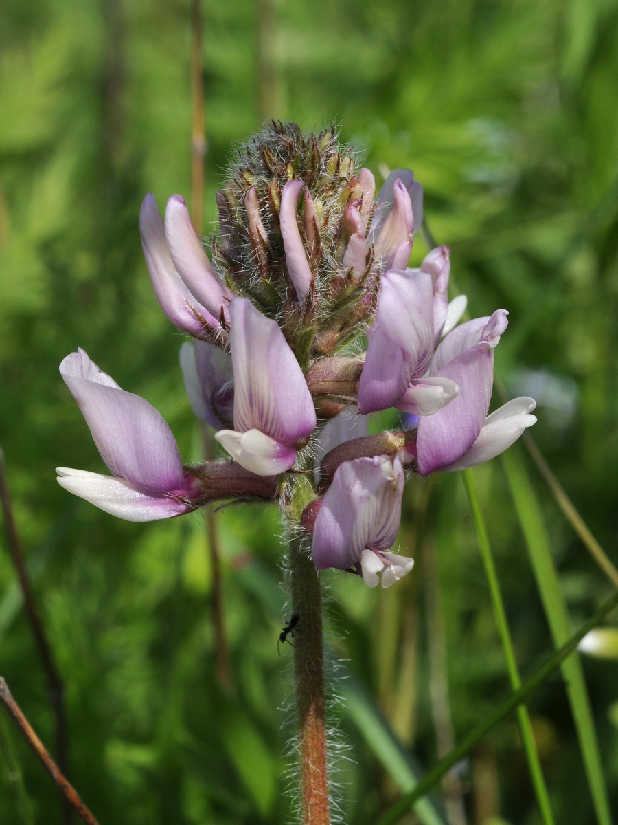 Image of Oxytropis pilosissima specimen.