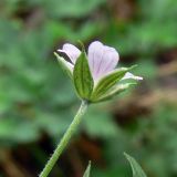 Geranium sibiricum. Верхушка побега с цветком. Амурская обл., Бурейский р-н, с. Виноградовка, огород. 23.07.2016.