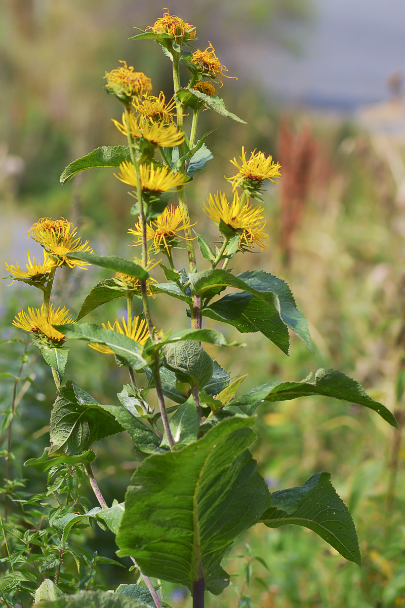 Изображение особи Inula helenium.